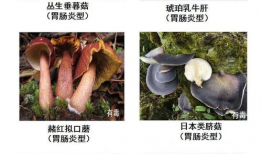 17c吃瓜蘑菇视频爆料,揭秘娱乐圈惊人内幕